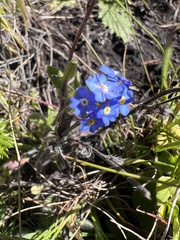 Anchusa capensis
