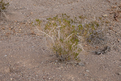 Peucephyllum schottii