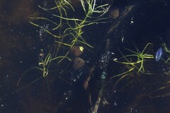 Lithobates catesbeianus