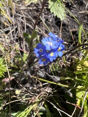 Anchusa capensis