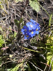 Anchusa capensis
