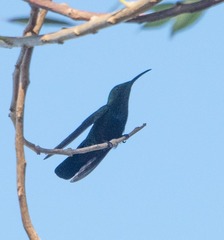 Eulampis holosericeus