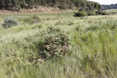 Pteridium aquilinum capense