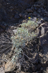 Encelia farinosa