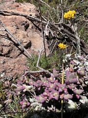 Ruschieae