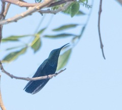 Eulampis holosericeus