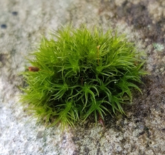 Ptychomitrium polyphyllum