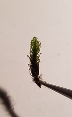 Ptychomitrium polyphyllum