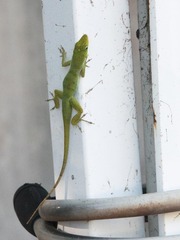 Anolis roquet