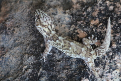 Chondrodactylus
