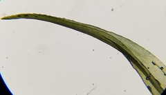 Ptychomitrium polyphyllum