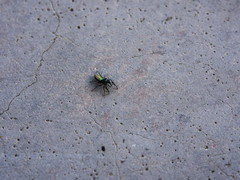 Salticus peckhamae