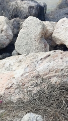 Sceloporus cozumelae