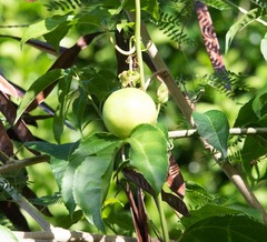 Passiflora edulis