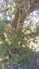 Juniperus arizonica