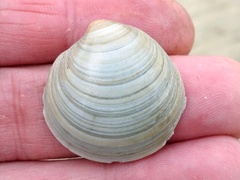 Dosinia exoleta