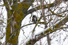 Fringilla montifringilla