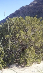 Juniperus arizonica