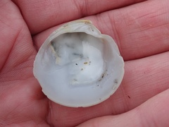 Dosinia exoleta