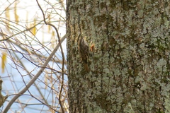 Certhia brachydactyla