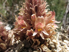 Aphyllon californicum feudgei