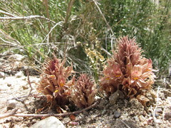 Aphyllon californicum feudgei