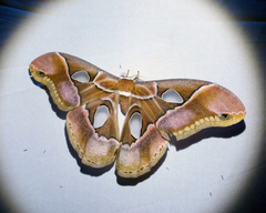 Rothschildia arethusa