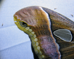 Rothschildia arethusa