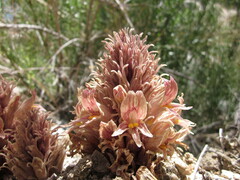 Aphyllon californicum feudgei