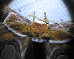 Rothschildia arethusa