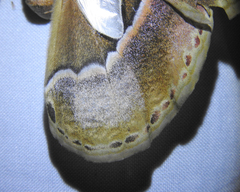Rothschildia arethusa