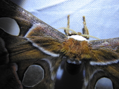 Rothschildia arethusa