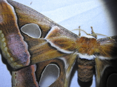 Rothschildia arethusa
