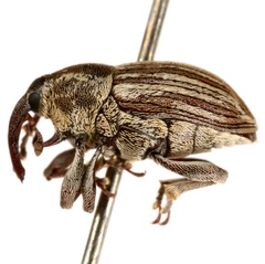 Linogeraeus laevirostris