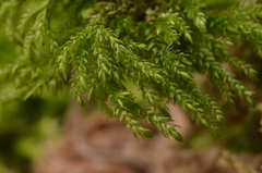 Thamnobryum alopecurum