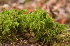 Thamnobryum alopecurum