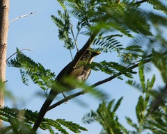 Saltator albicollis