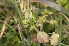 Stellaria apetala