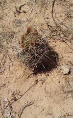 Coryphantha robustispina scheeri