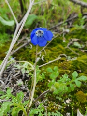 Nemophila