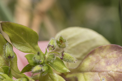 Stellaria apetala