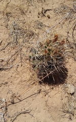 Coryphantha robustispina scheeri