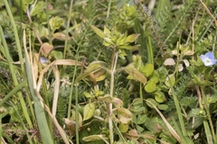 Stellaria apetala