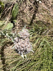 Helichrysum appendiculatum