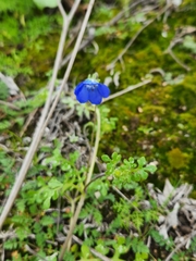 Nemophila