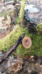 Lentinus brumalis