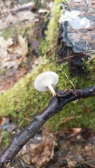 Lentinus brumalis