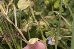 Stellaria apetala
