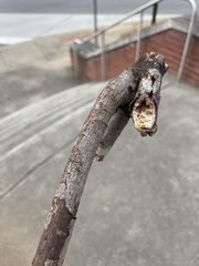 Cryphonectria parasitica