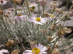 Erigeron parishii